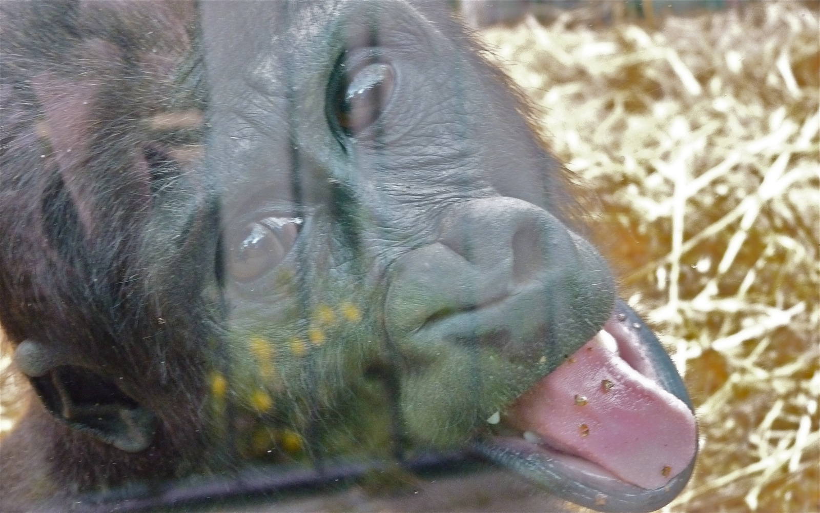 Cheeky Young Gorilla