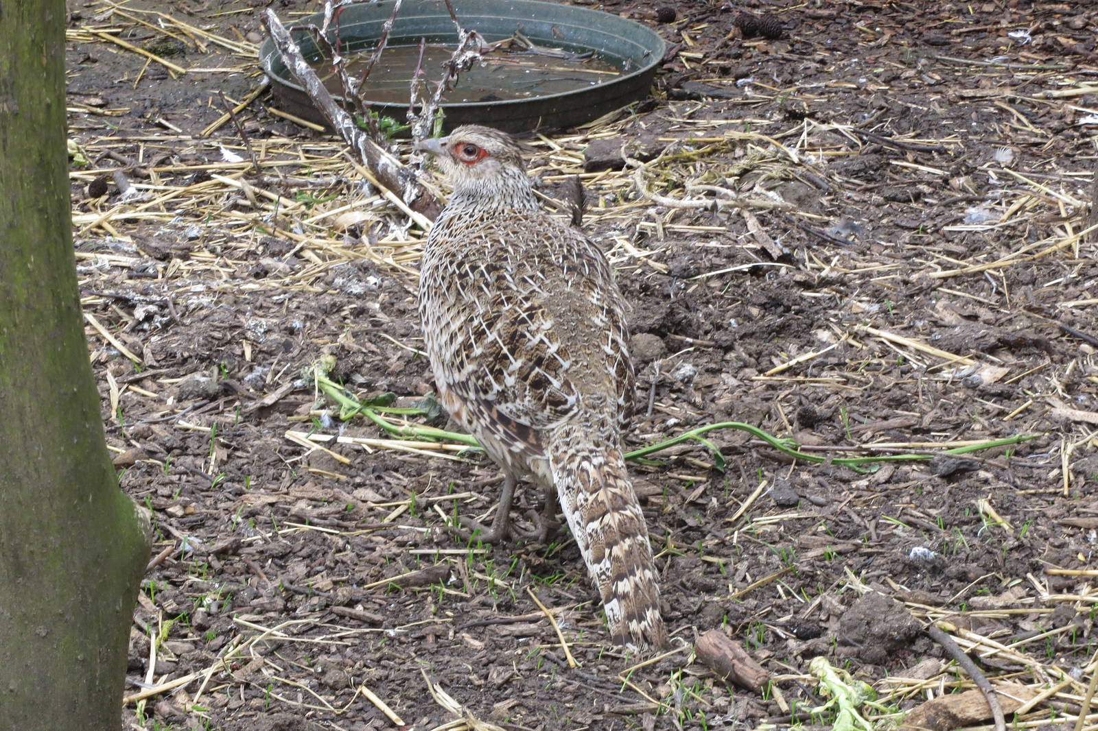 Cheer Pheasant 090515