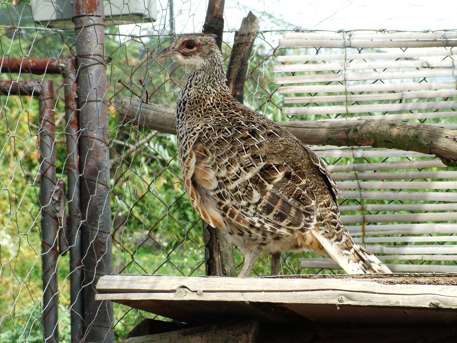 Cheer Pheasant at Autocentrum Boura (Dymokury), 26/08/12