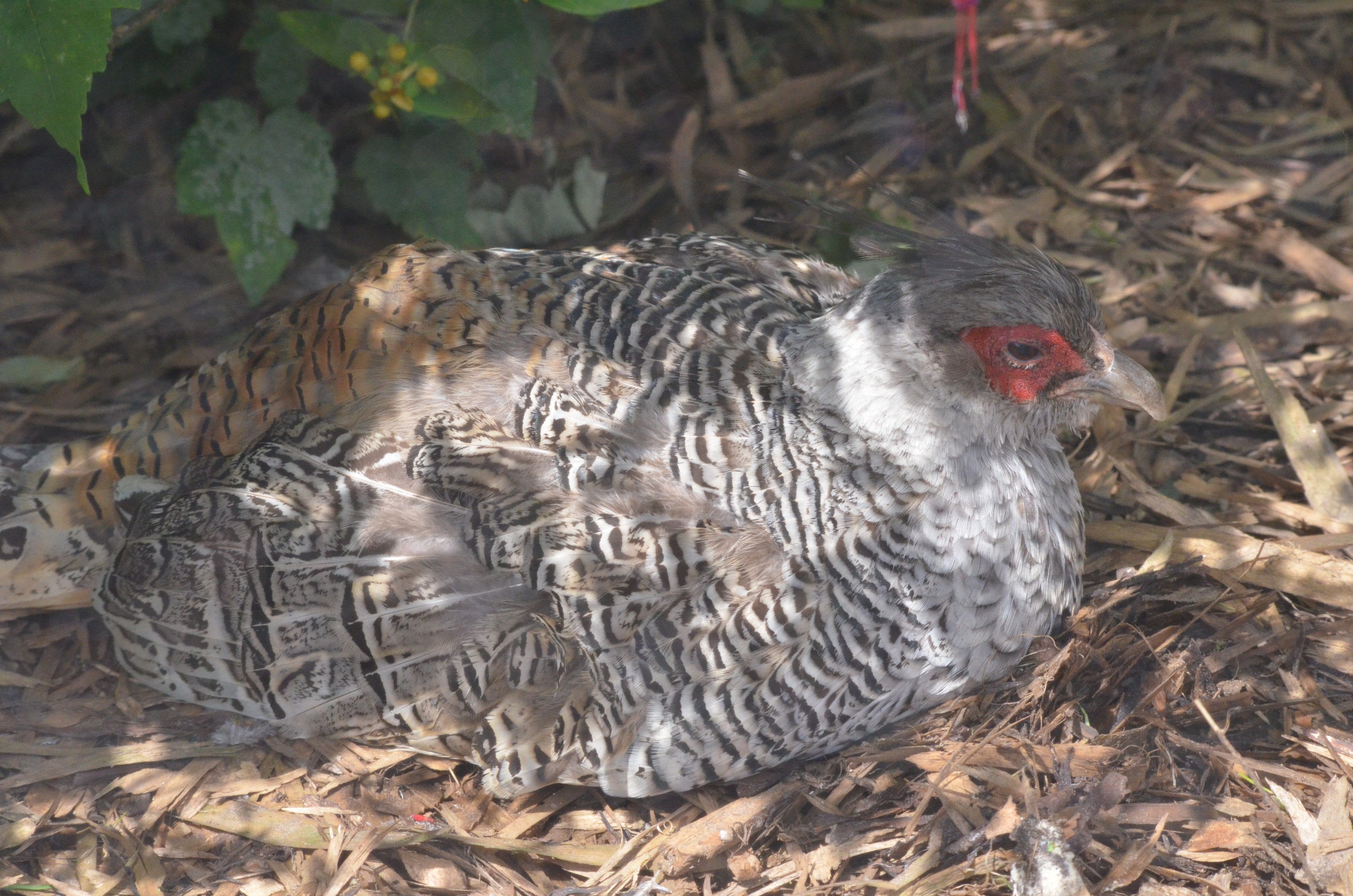 Cheer Pheasant at Thrigby Hall, 10/06/17