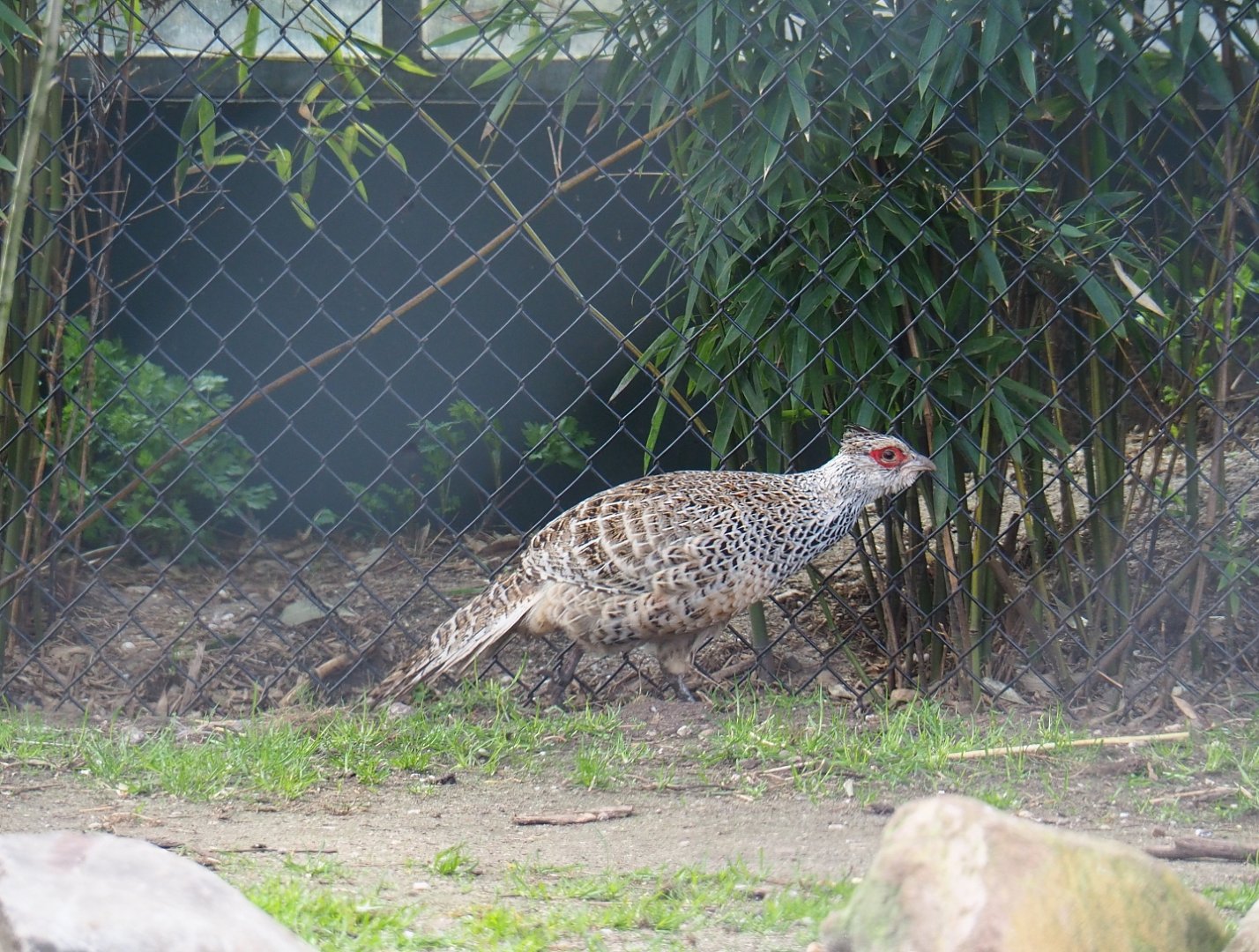 Cheer pheasant (Catreus wallichii), 2019-04-06