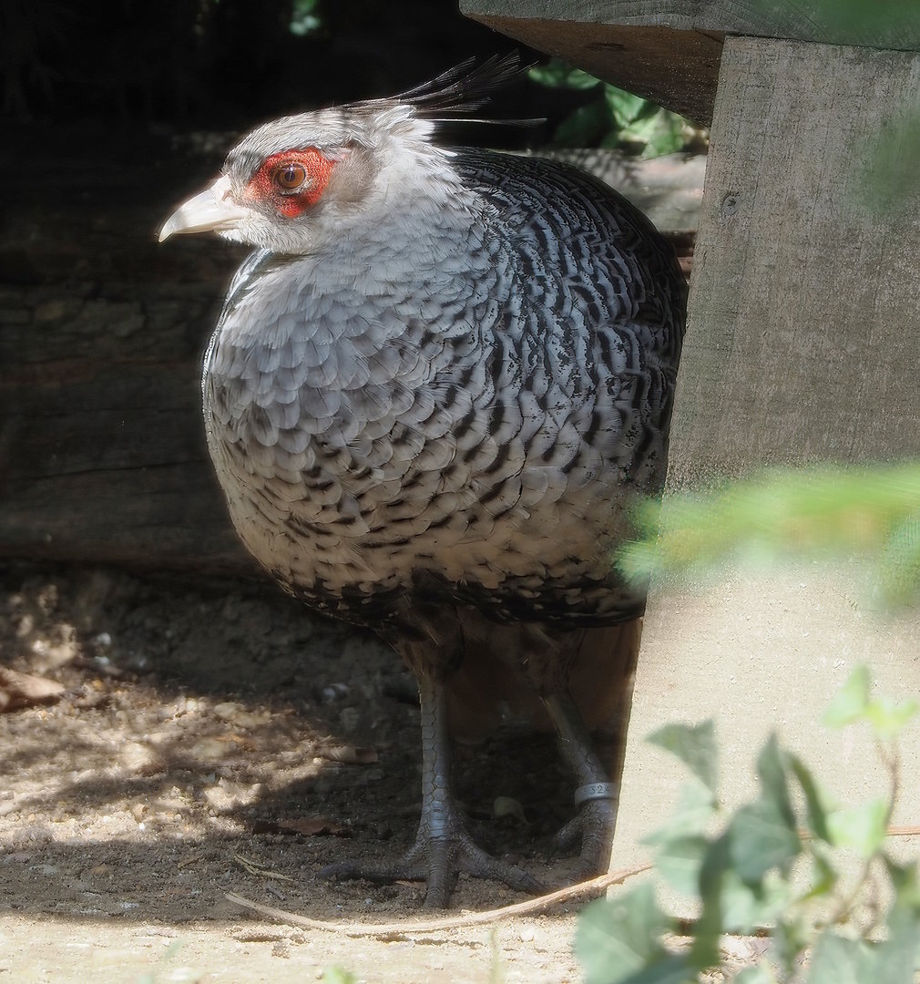 Cheer pheasant (Catreus wallichii), 2022-08-20