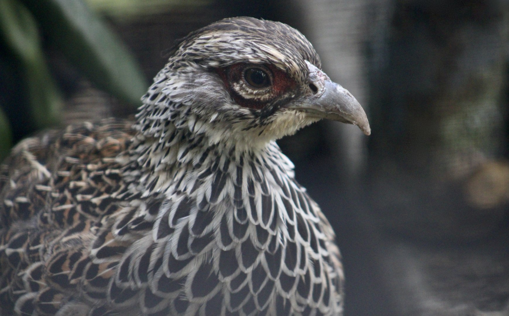 Cheer Pheasant (Catreus wallichii) female
