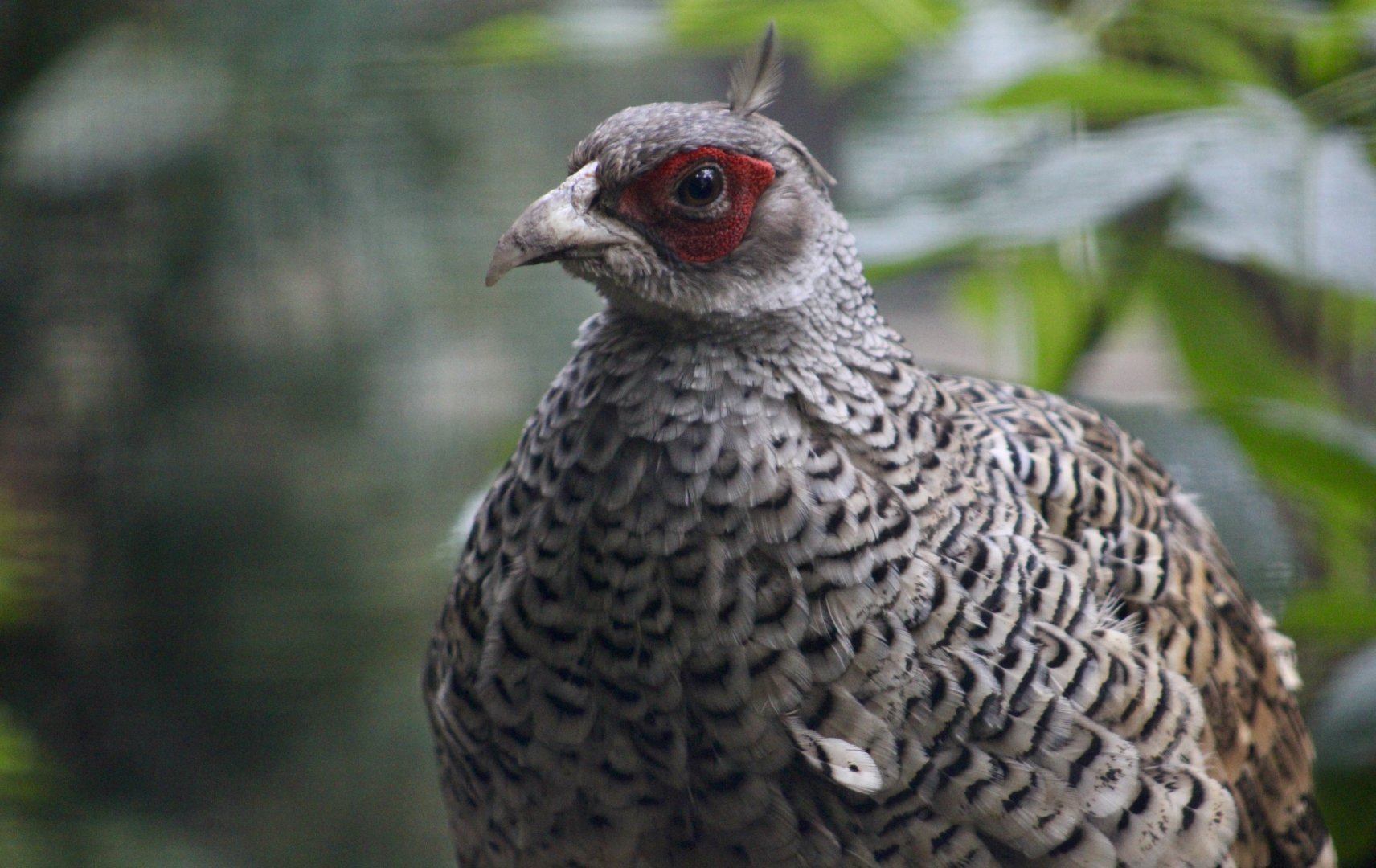 Cheer Pheasant (Catreus wallichii) male