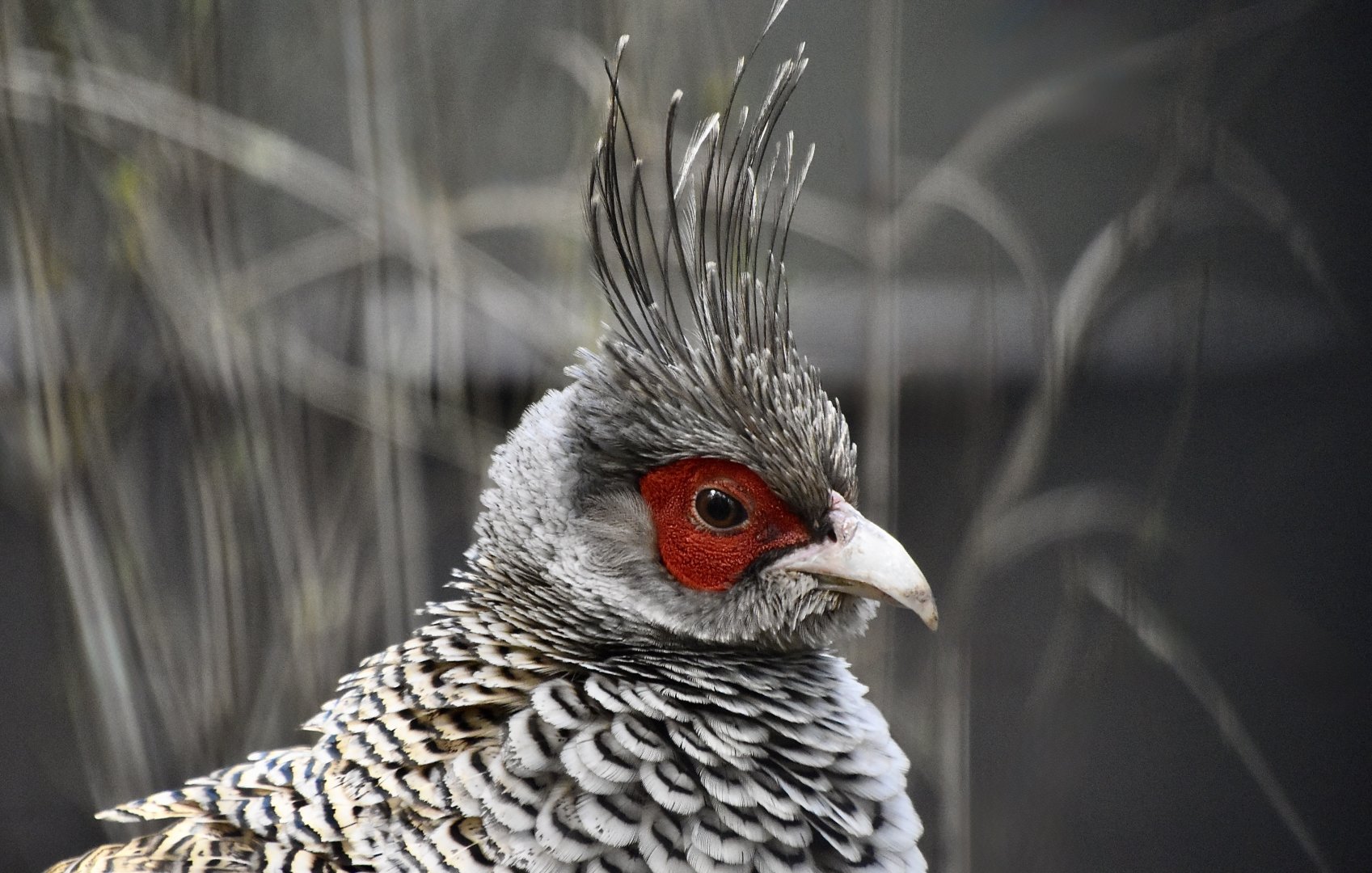 Cheer Pheasant (Catreus wallichii) male