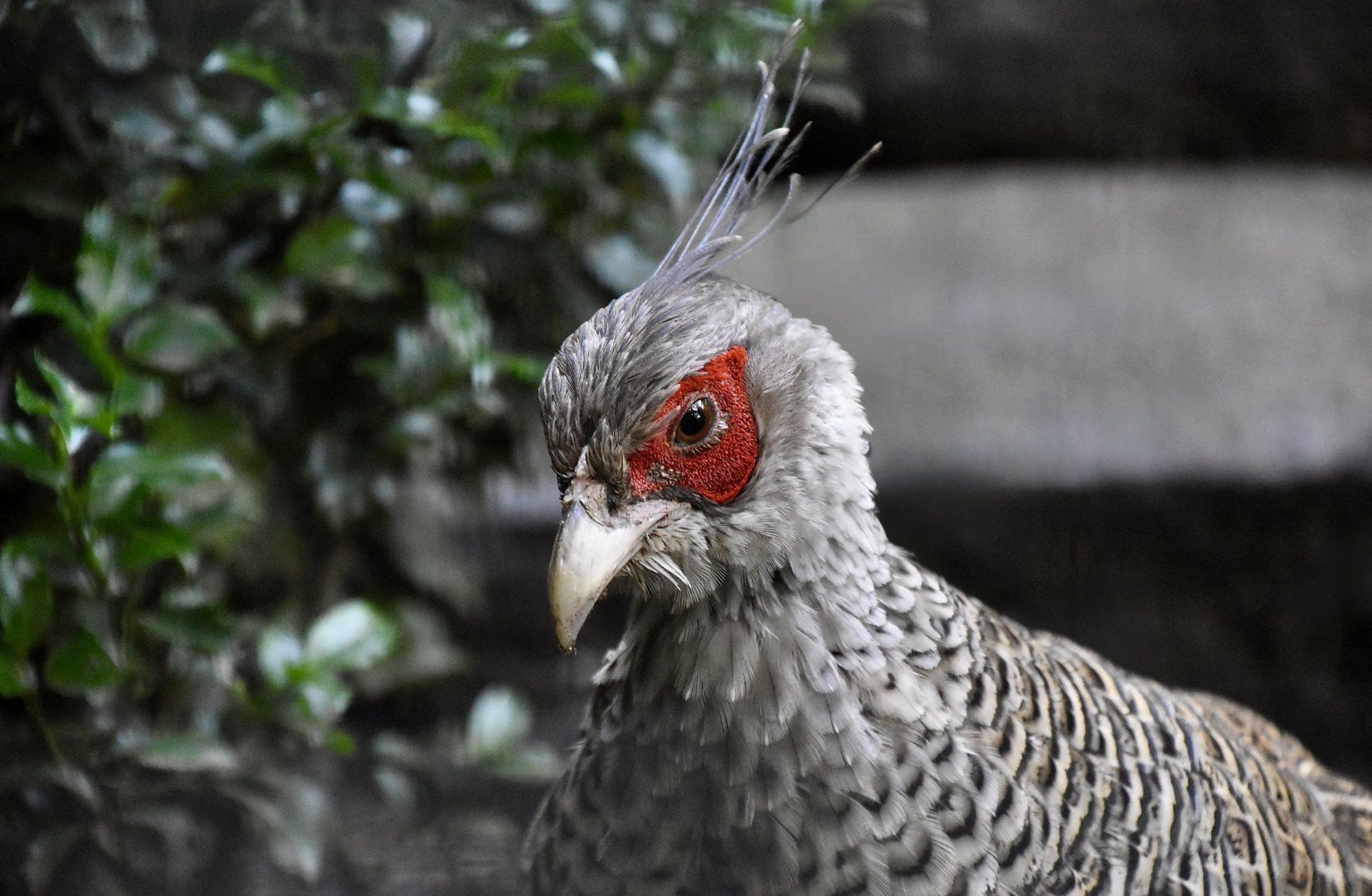 Cheer Pheasant (Catreus wallichii) male