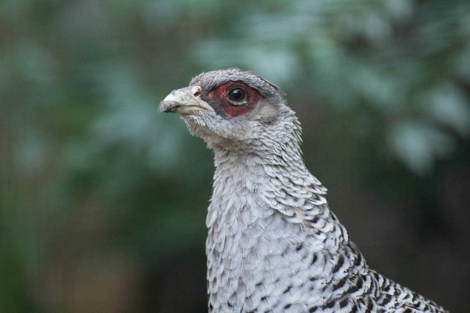 Cheer pheasant (Catreus wallichii)