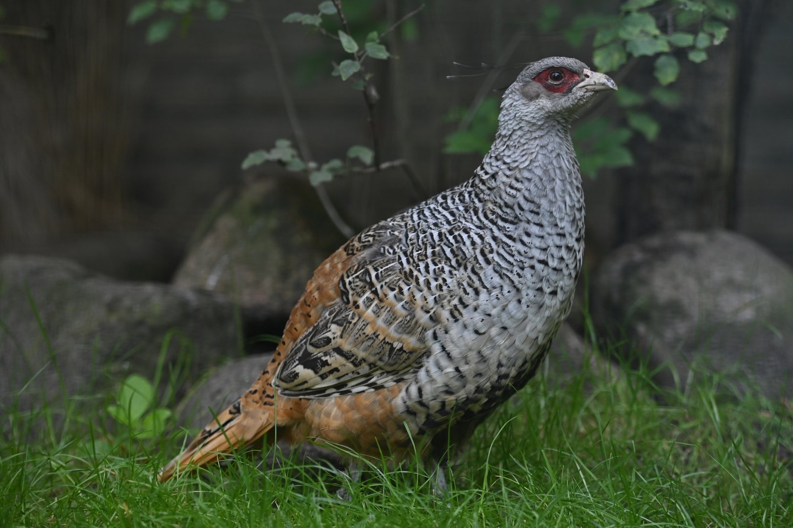 Cheer Pheasant Catreus wallichii