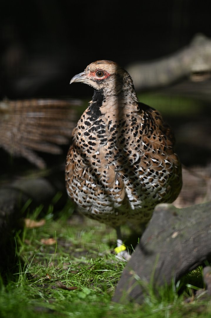 Cheer Pheasant Catreus wallichii