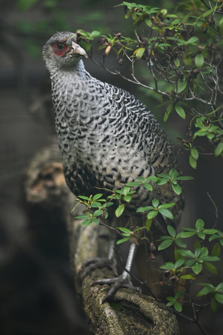 Cheer Pheasant Catreus wallichii