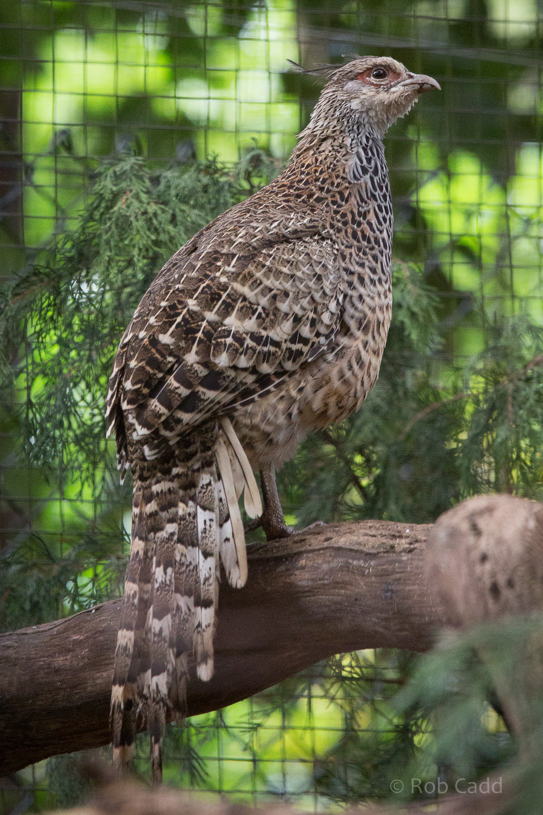 Cheer pheasant : Cotswold WP : 25 Oct 2014