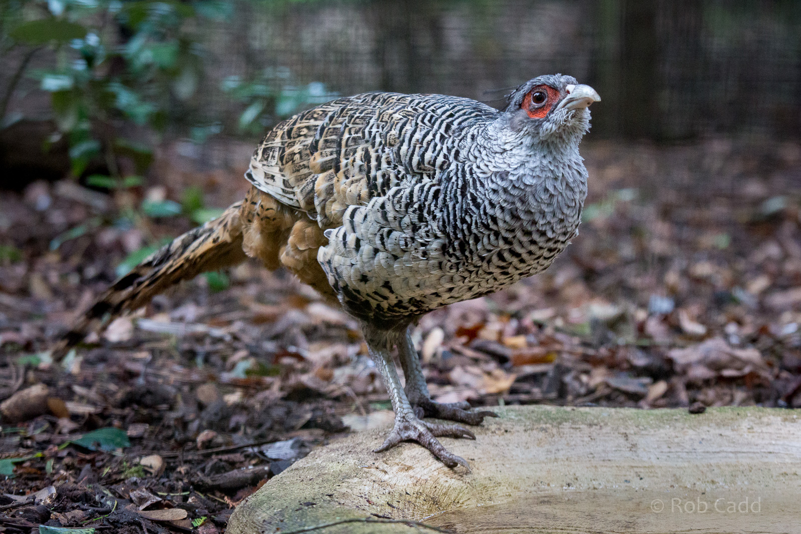 Cheer pheasant : Cotswold WP : 25 Oct 2014