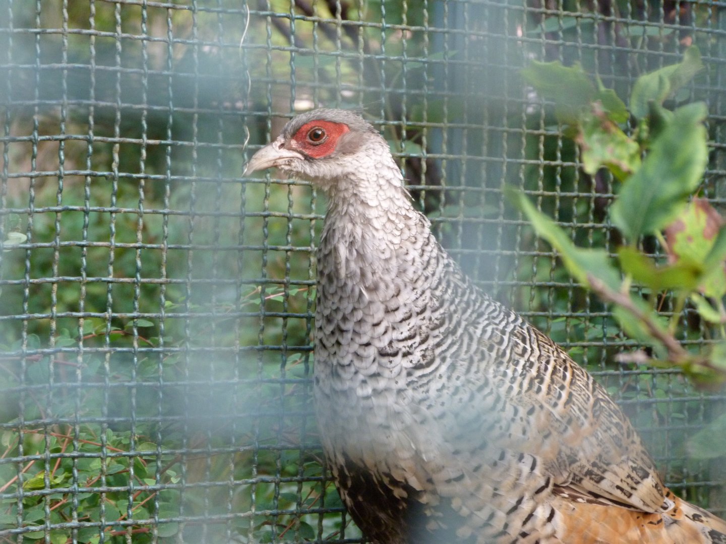 Cheer pheasant -Tierpark Berlin (2024)