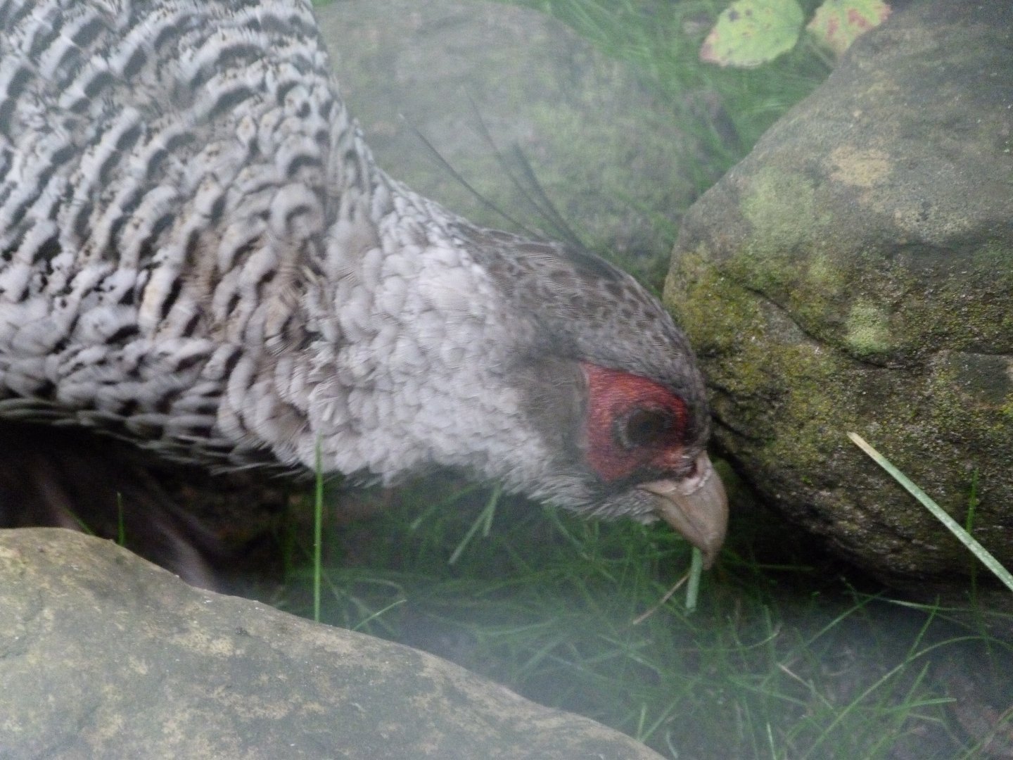 Cheer pheasant -Tierpark Berlin (2024)