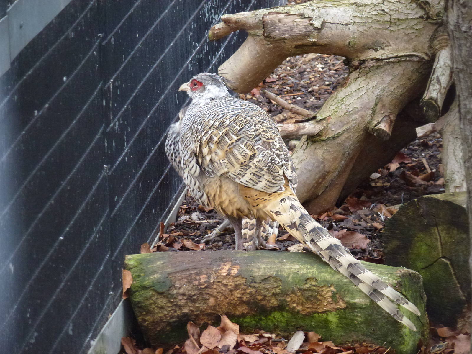 Cheer pheasants, November 2013.