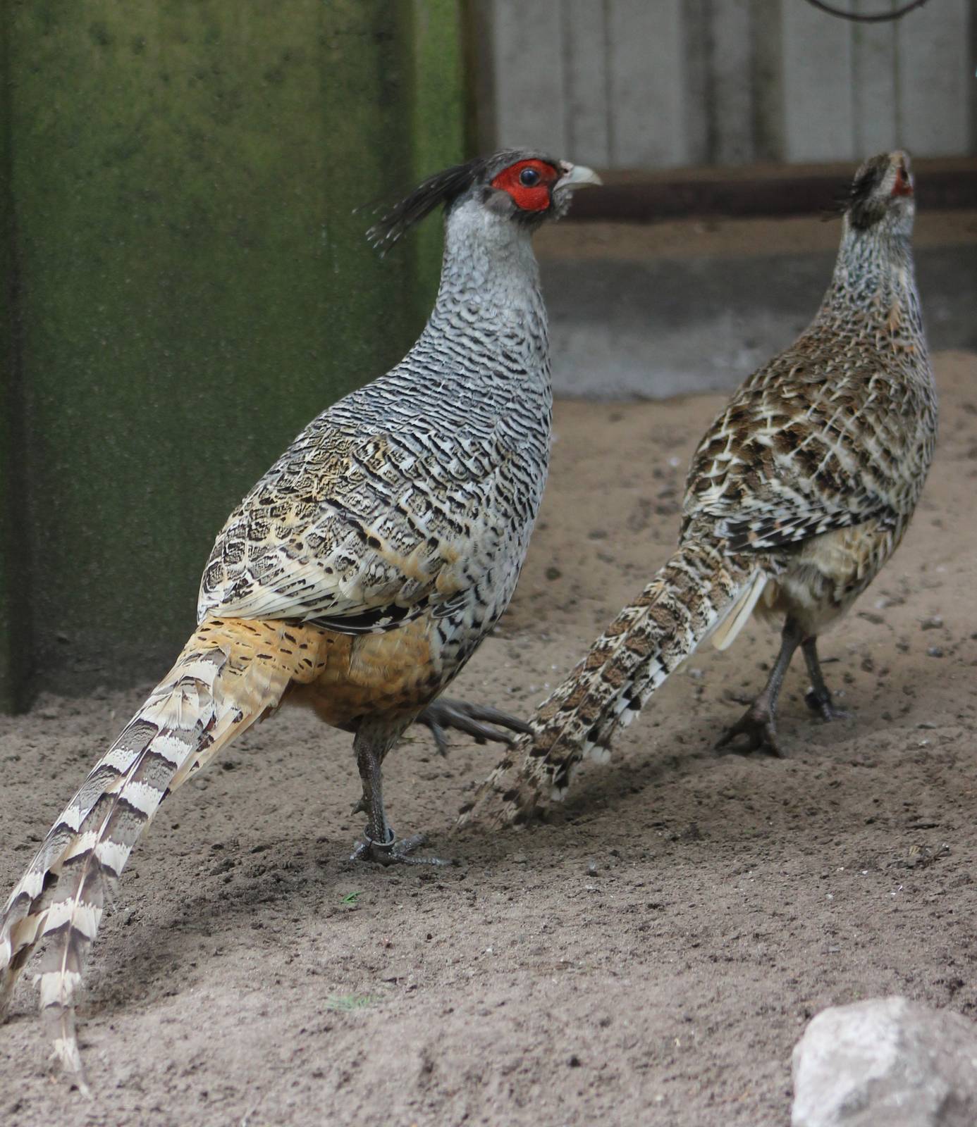 Cheer's pheasant pair