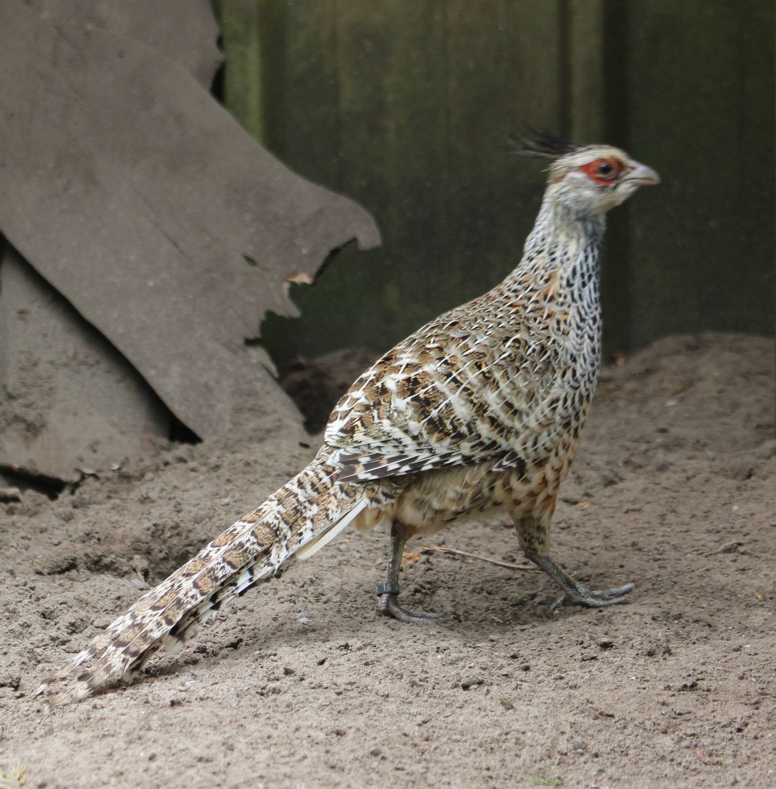 Cheer's pheasant