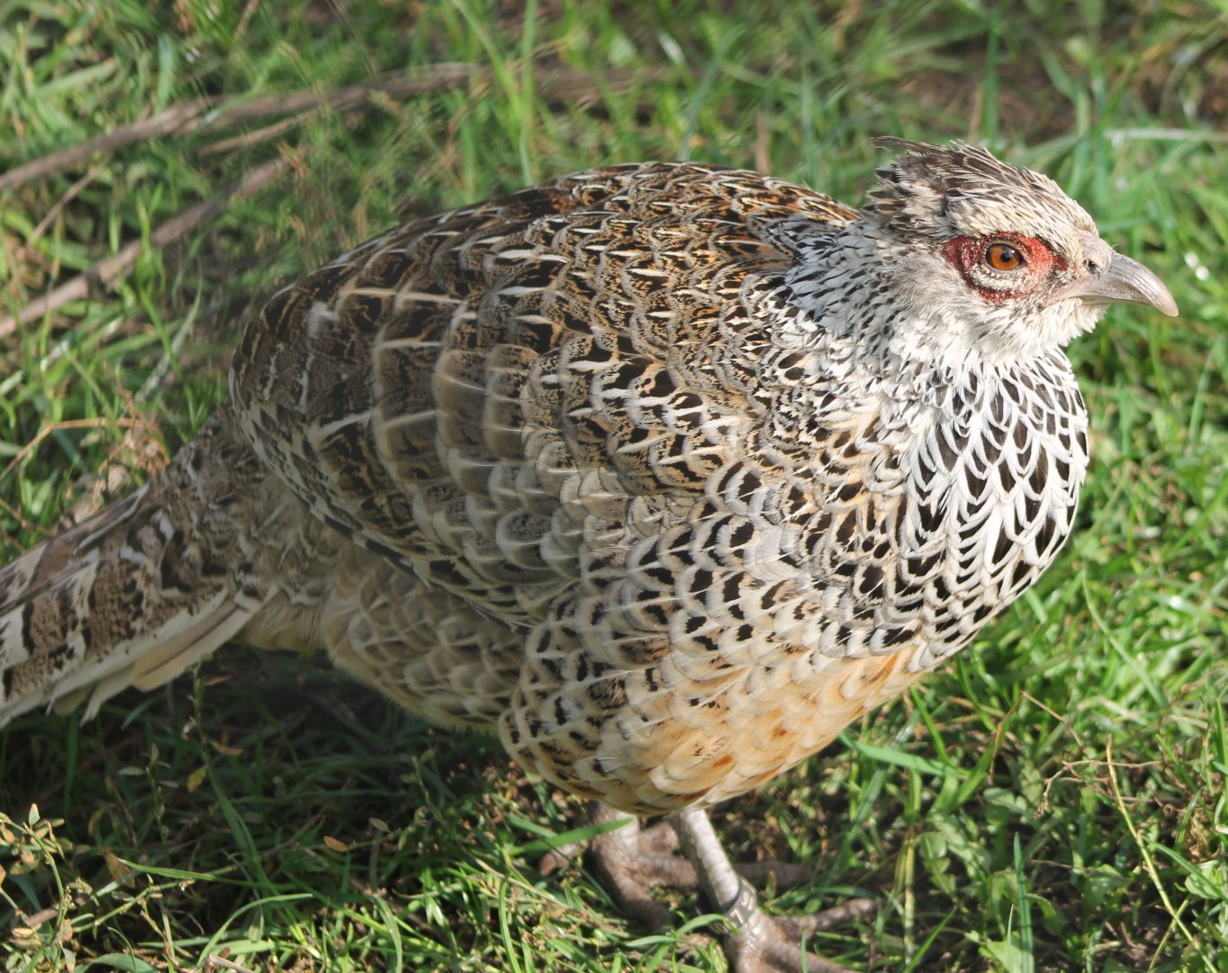Cheer's pheasant