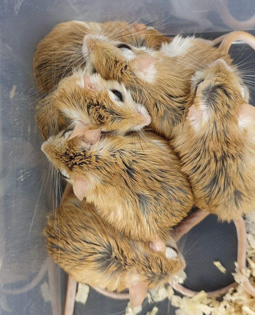 Cheesman's gerbils - Gerbillus cheesmani