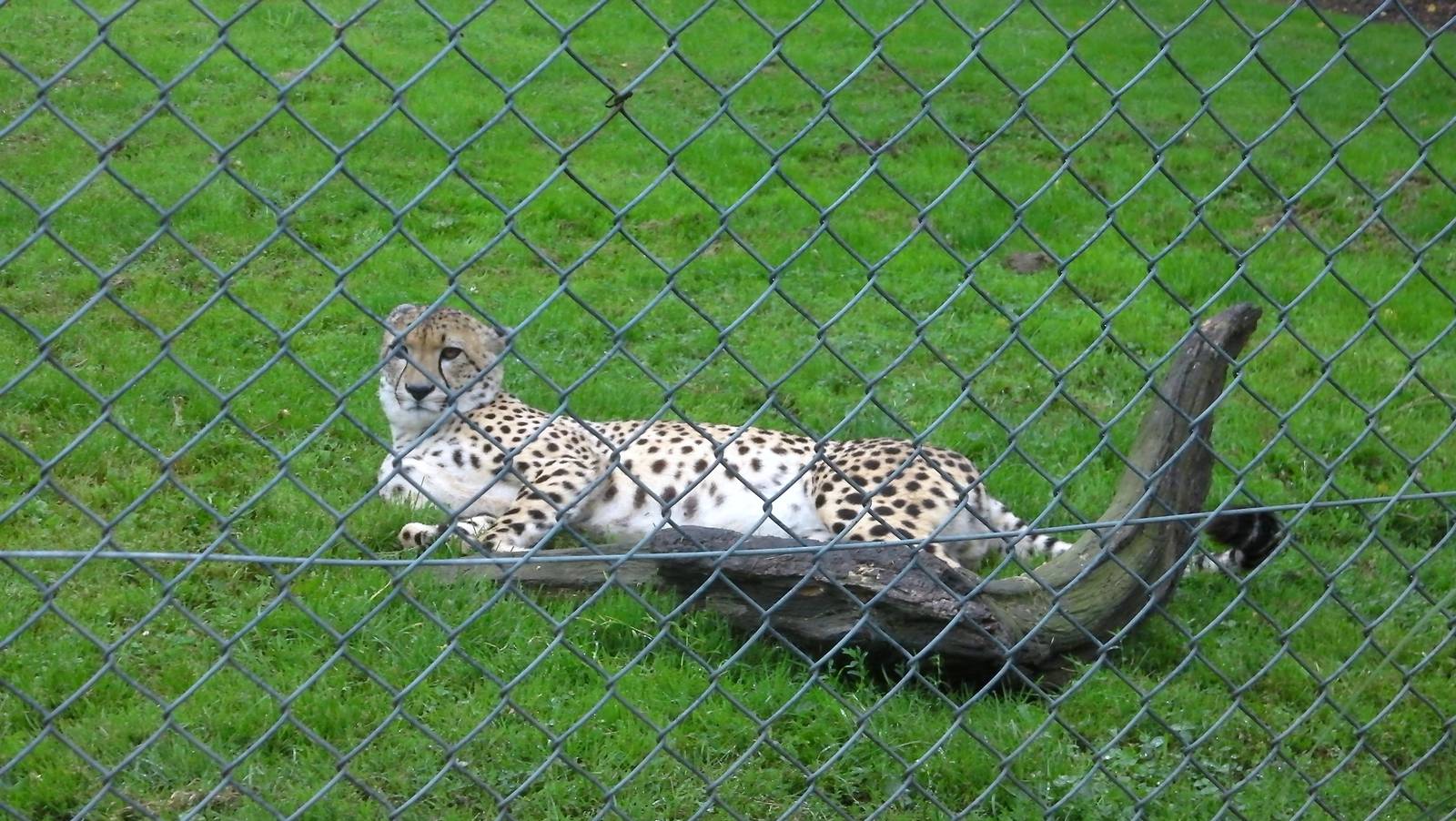 Cheeta - 04.08.2011
