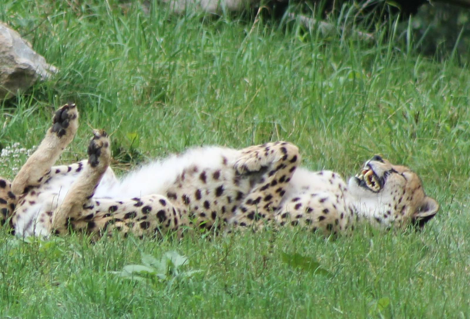 Cheeta having fun