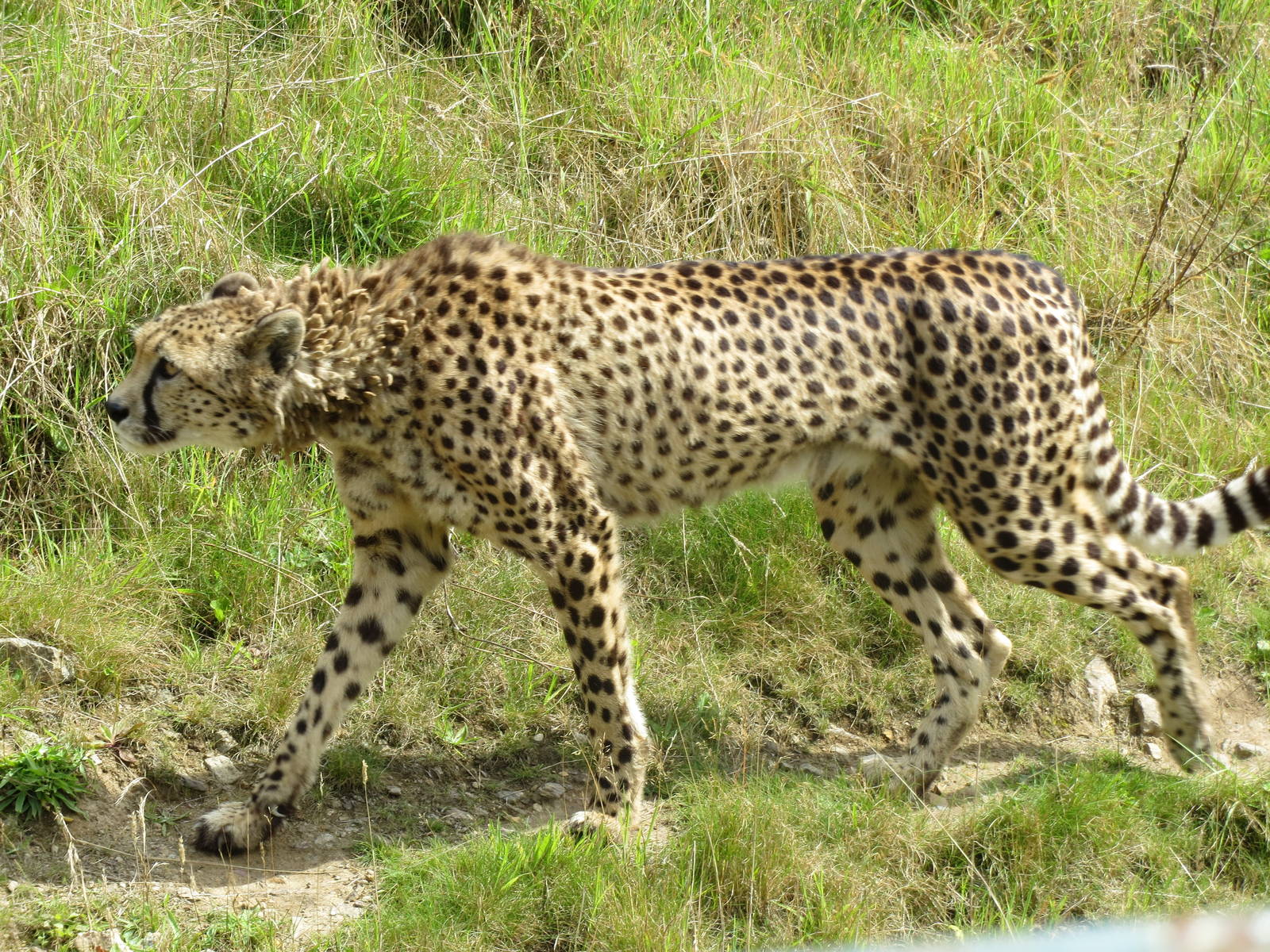 cheetah 020913