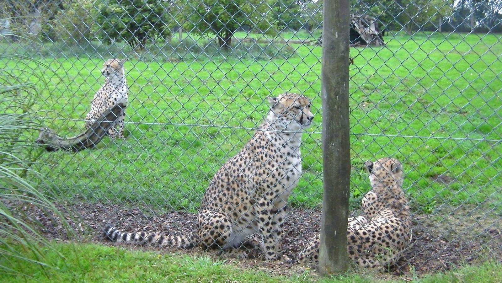 Cheetah - 04.08.2011