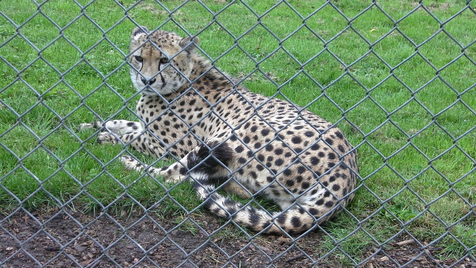 Cheetah - 04.08.2011