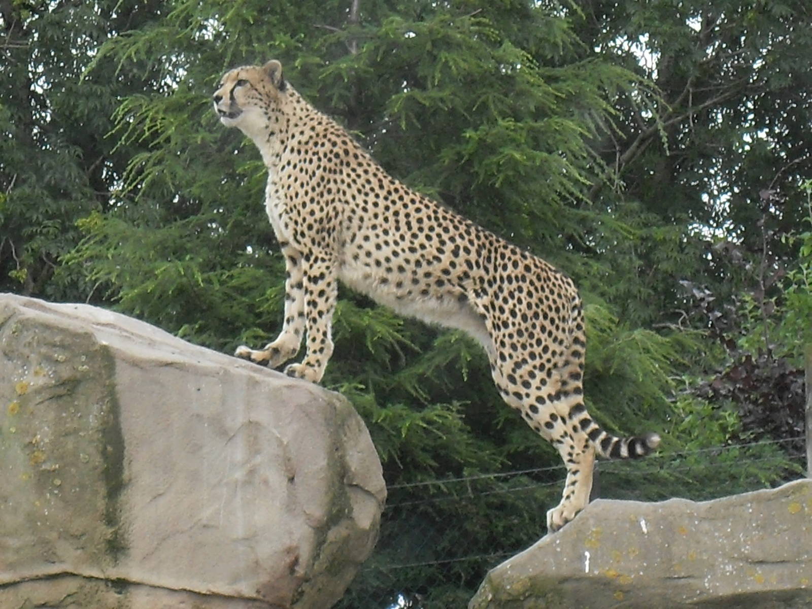 cheetah 07/10