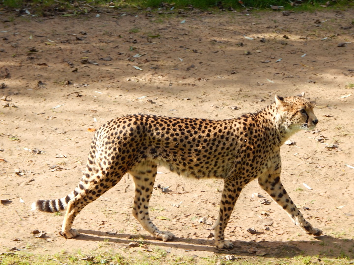 Cheetah 081020