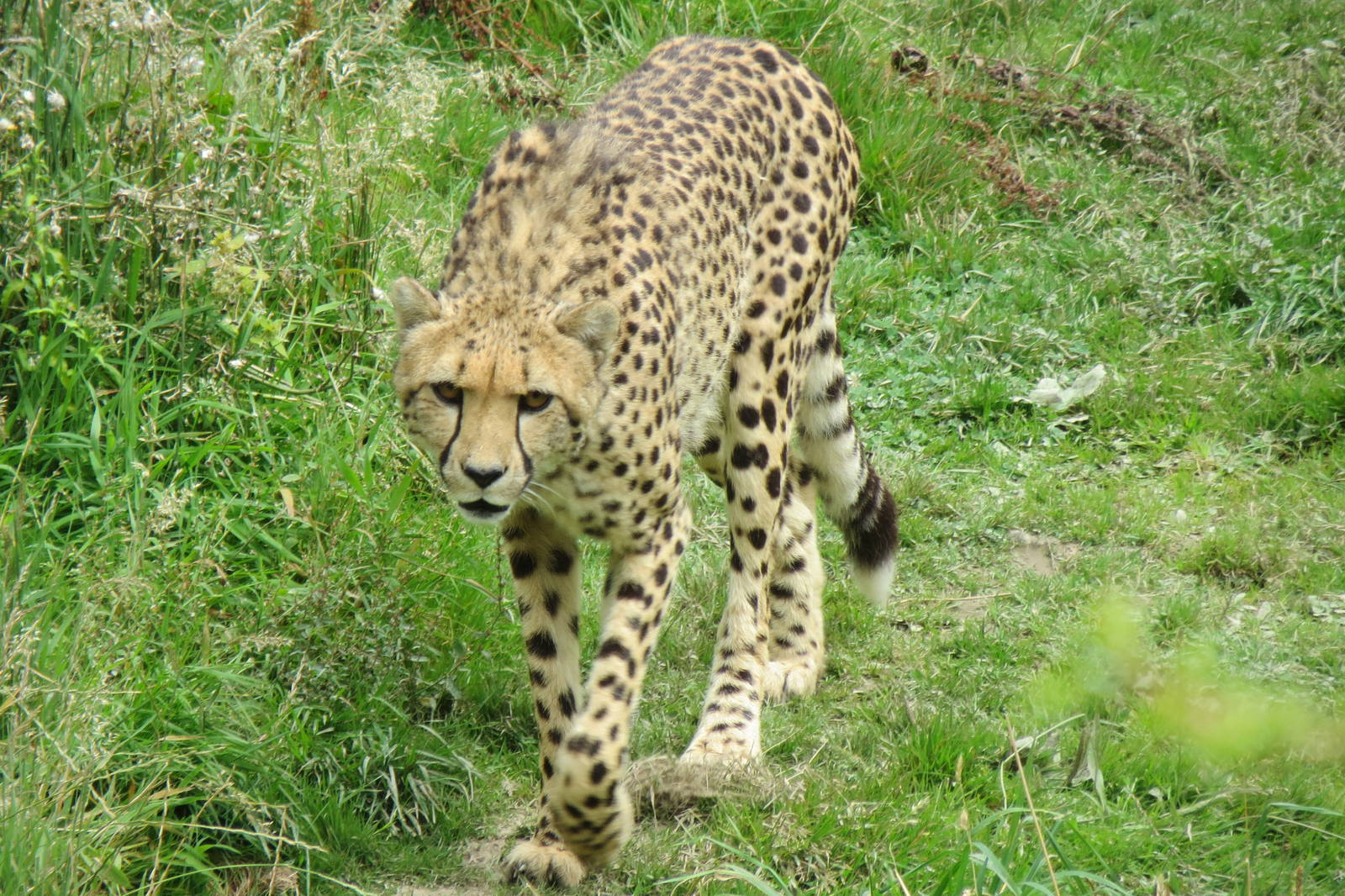 Cheetah 090815