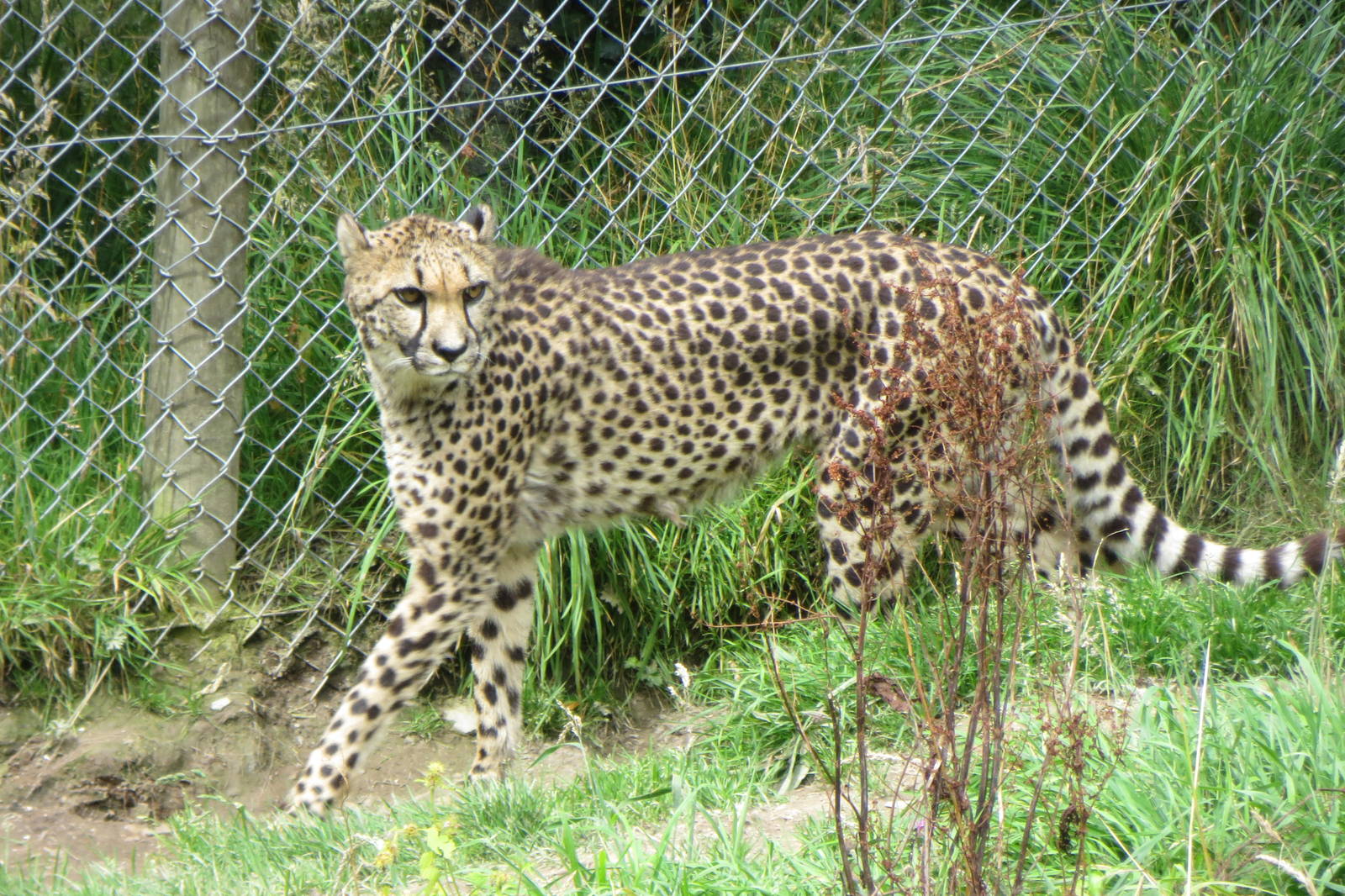 Cheetah 090815