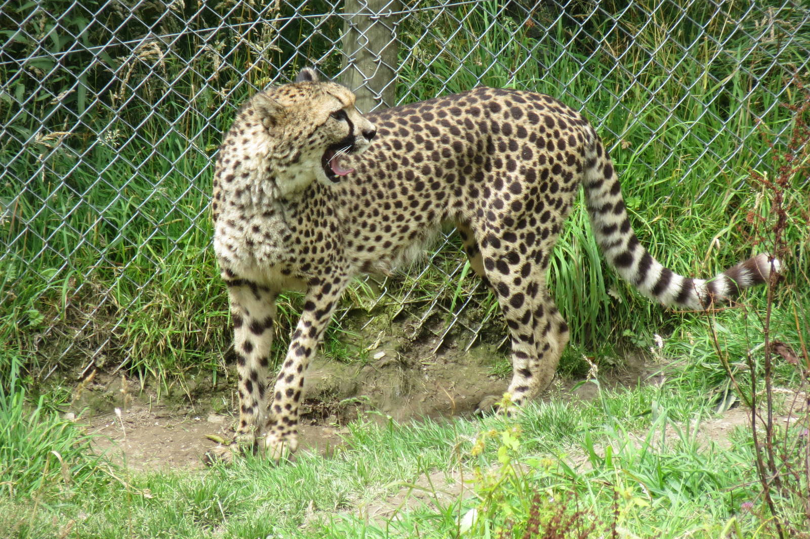 Cheetah 090815