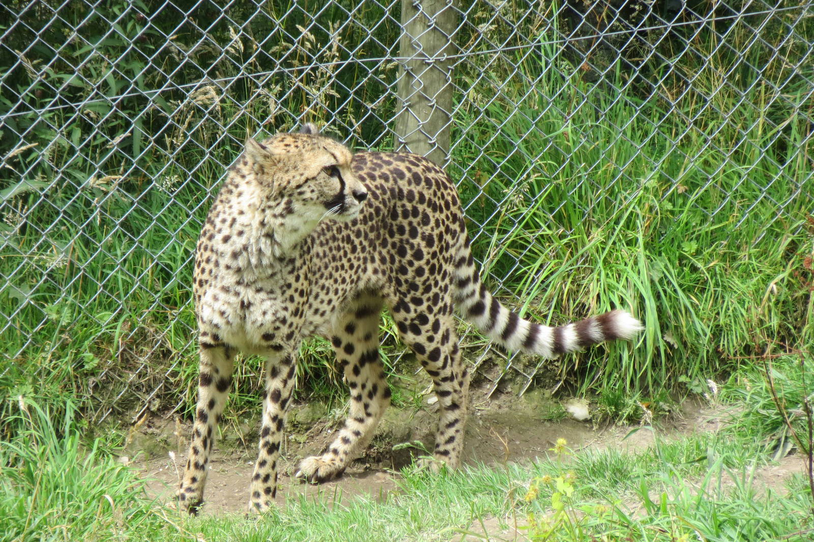 Cheetah 090815