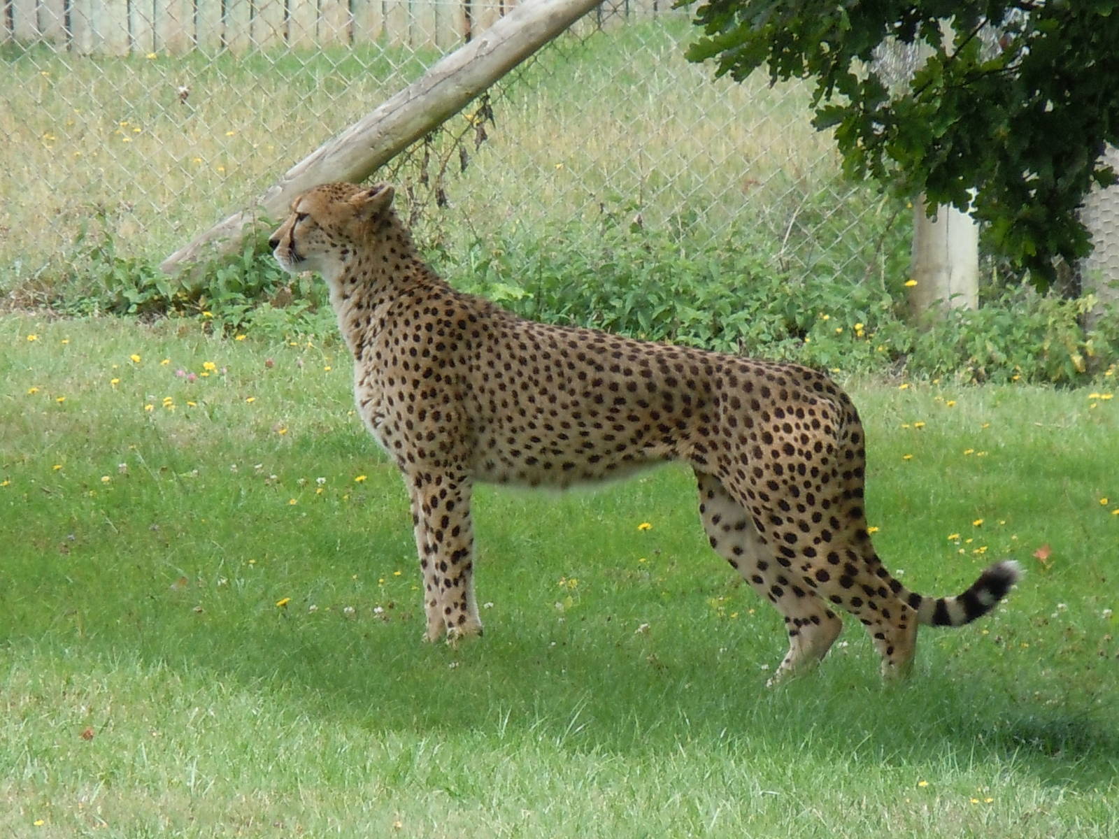 cheetah 1 08/10