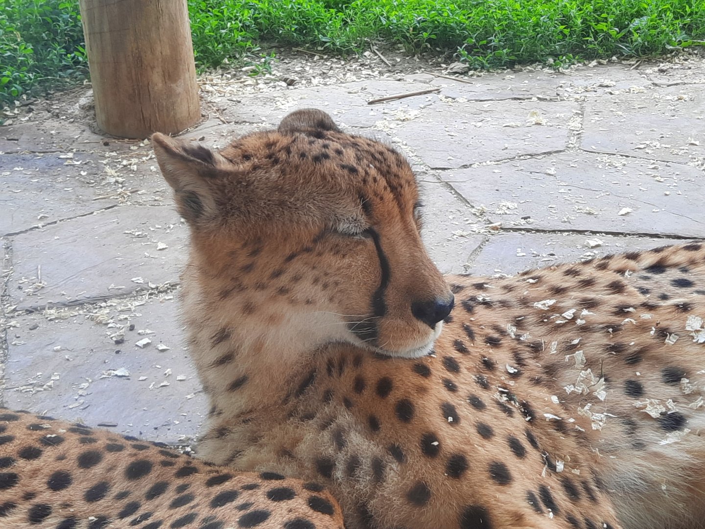 Cheetah 1