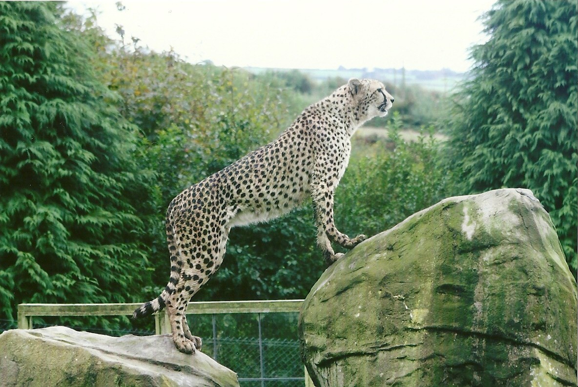 Cheetah 12th September 2012