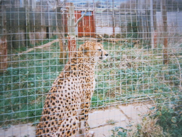 Cheetah 16/2/98.