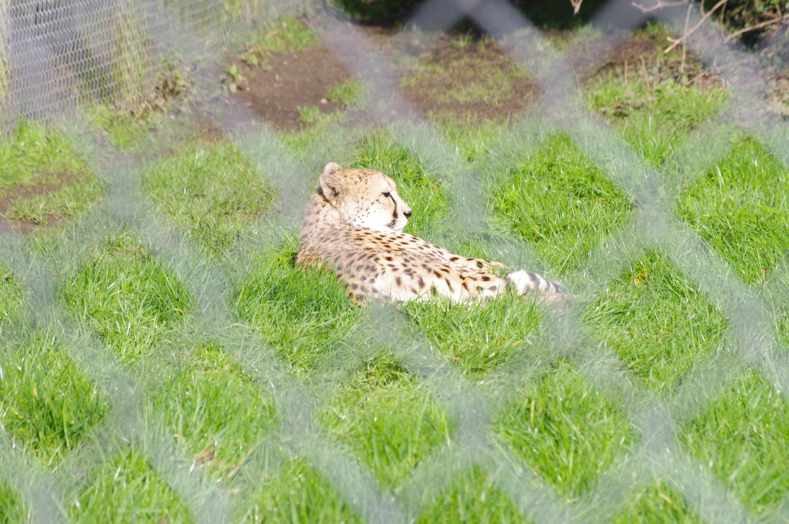 Cheetah- 19/2/2024