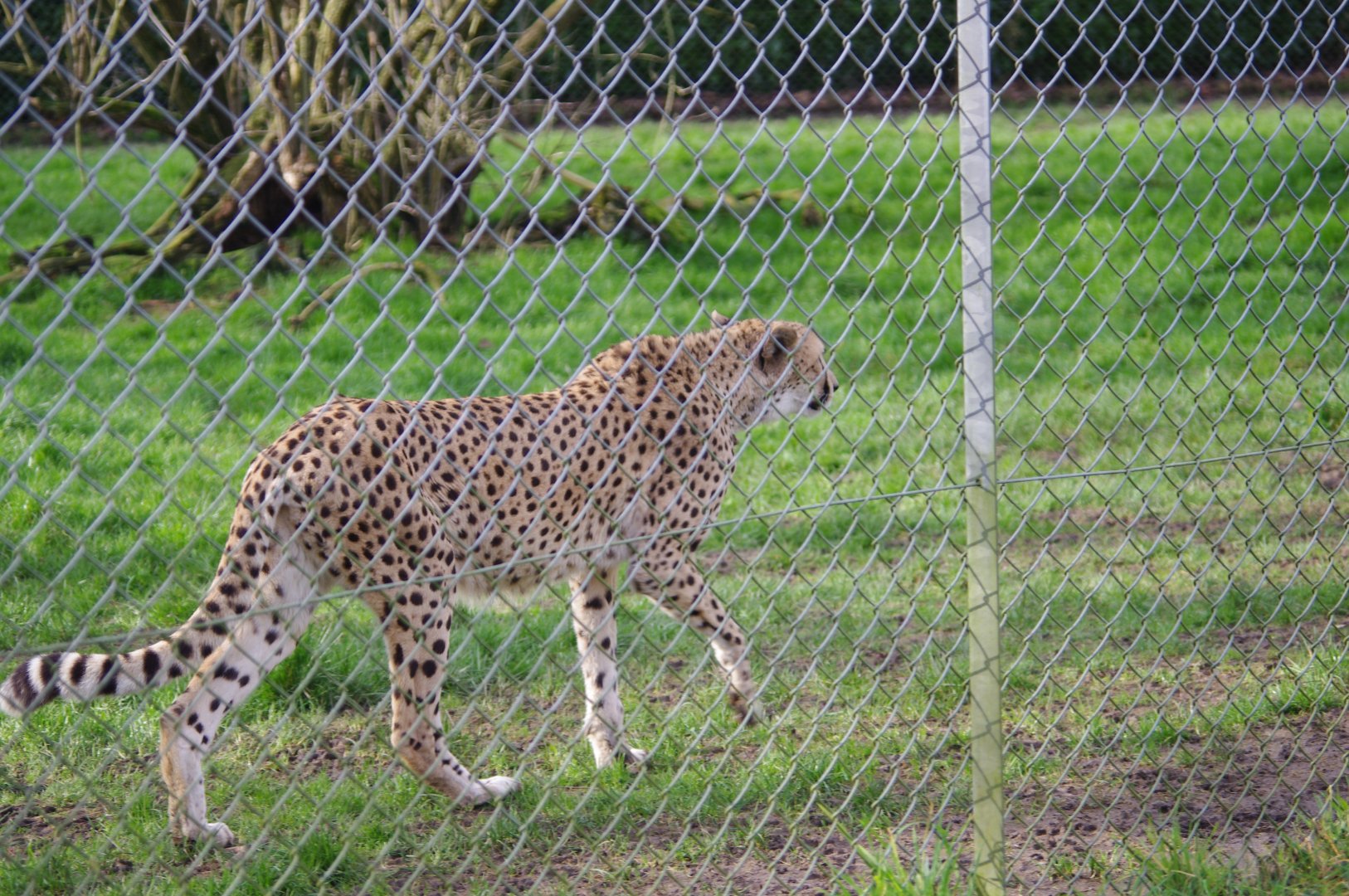 Cheetah- 19/2/2024