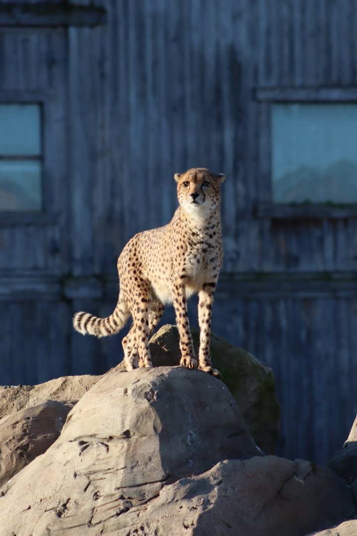 Cheetah - 19 January 2020
