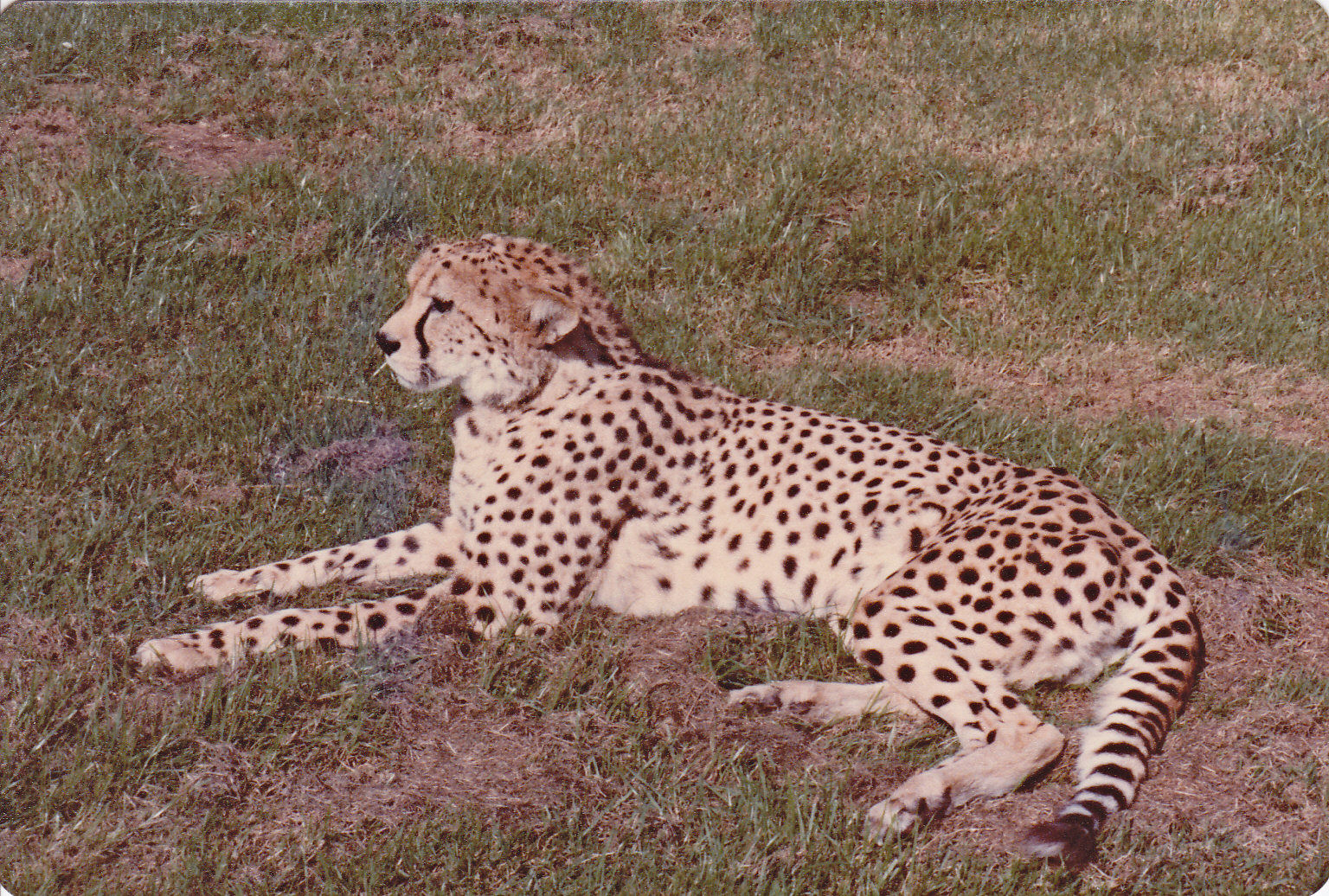 Cheetah - 1982