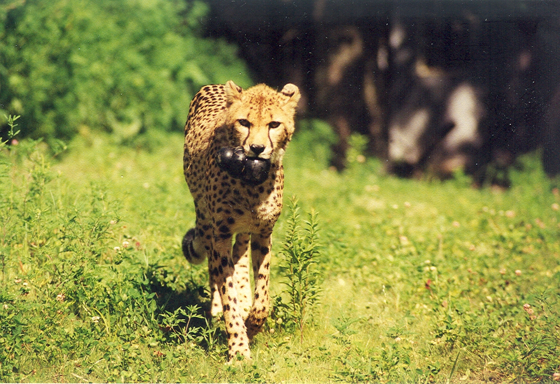 Cheetah - 1999