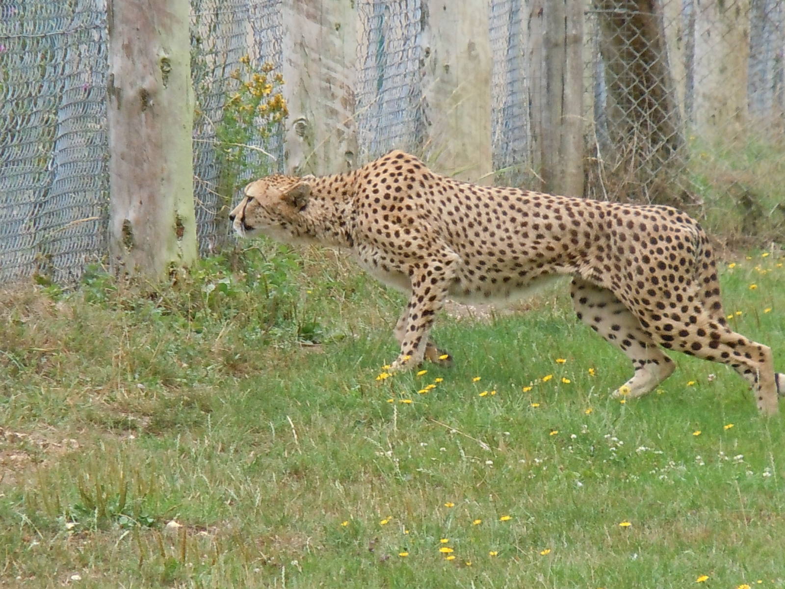 cheetah 2 08/10