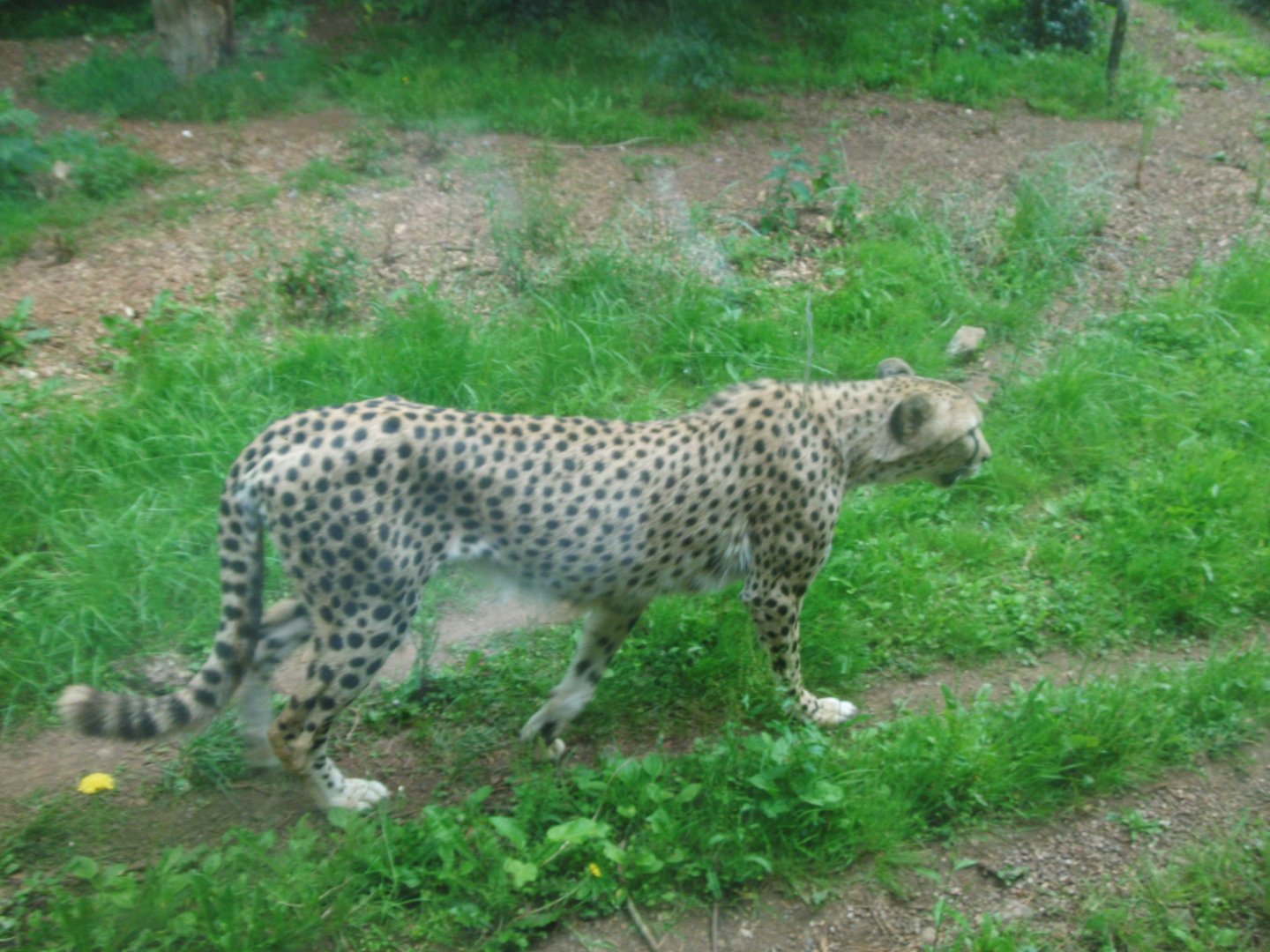 Cheetah 2