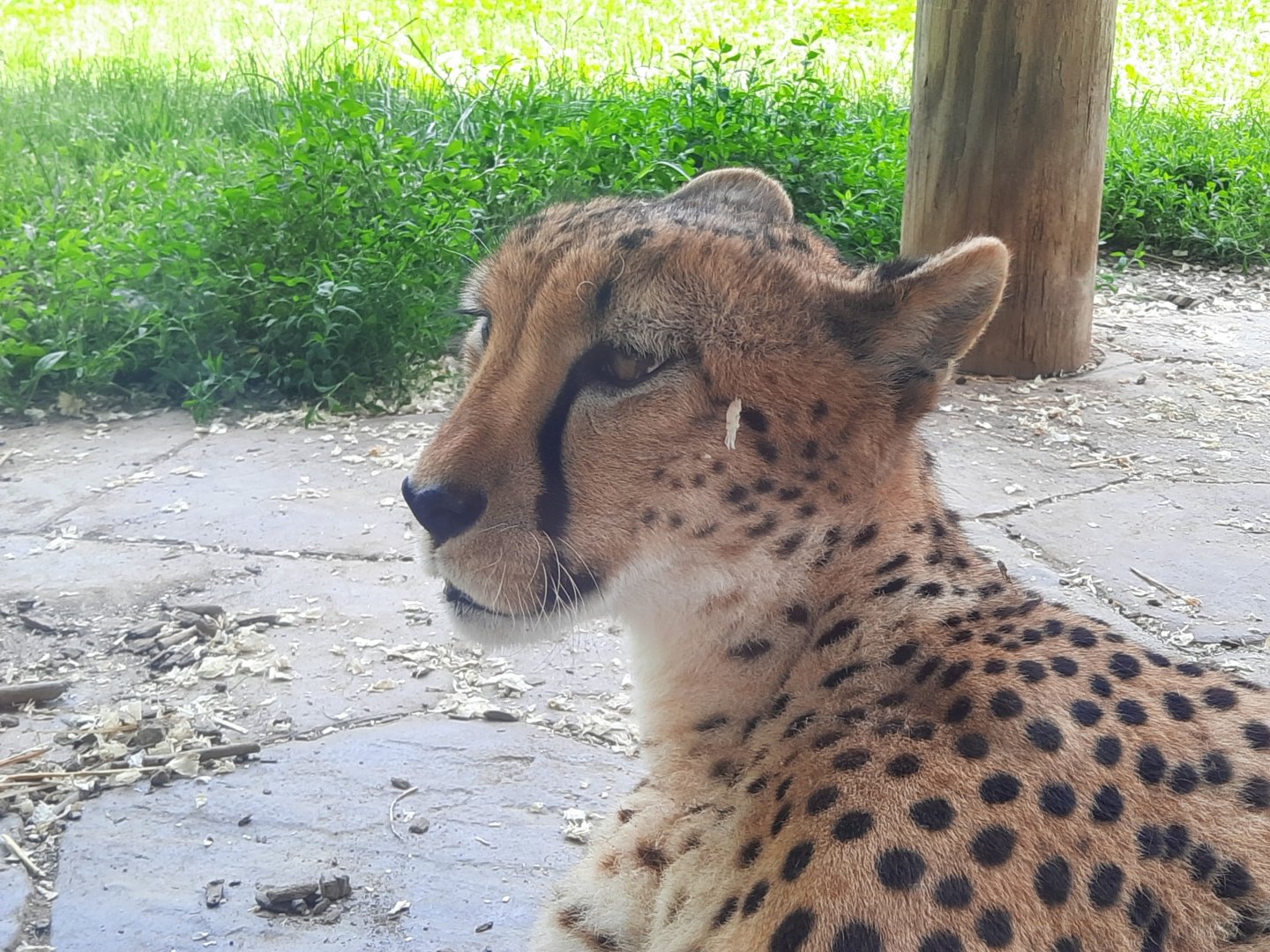 Cheetah 2