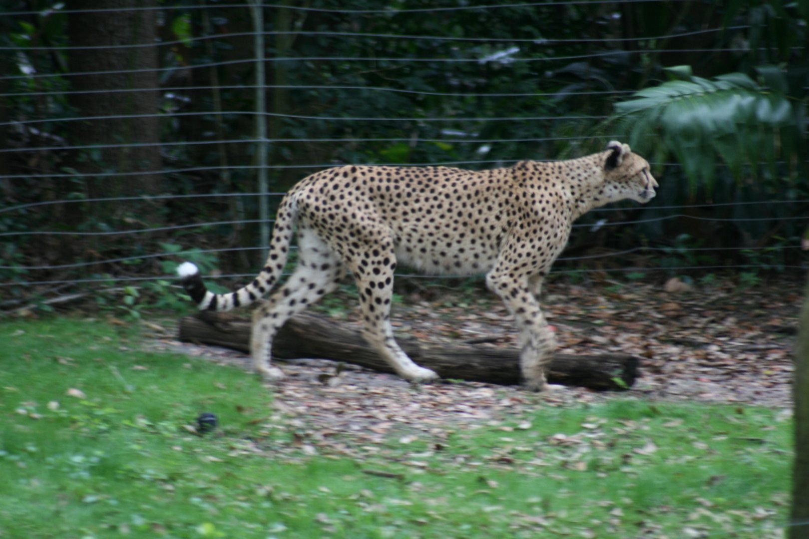 Cheetah(20/2/25)