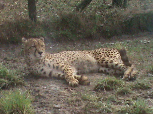 cheetah 200211
