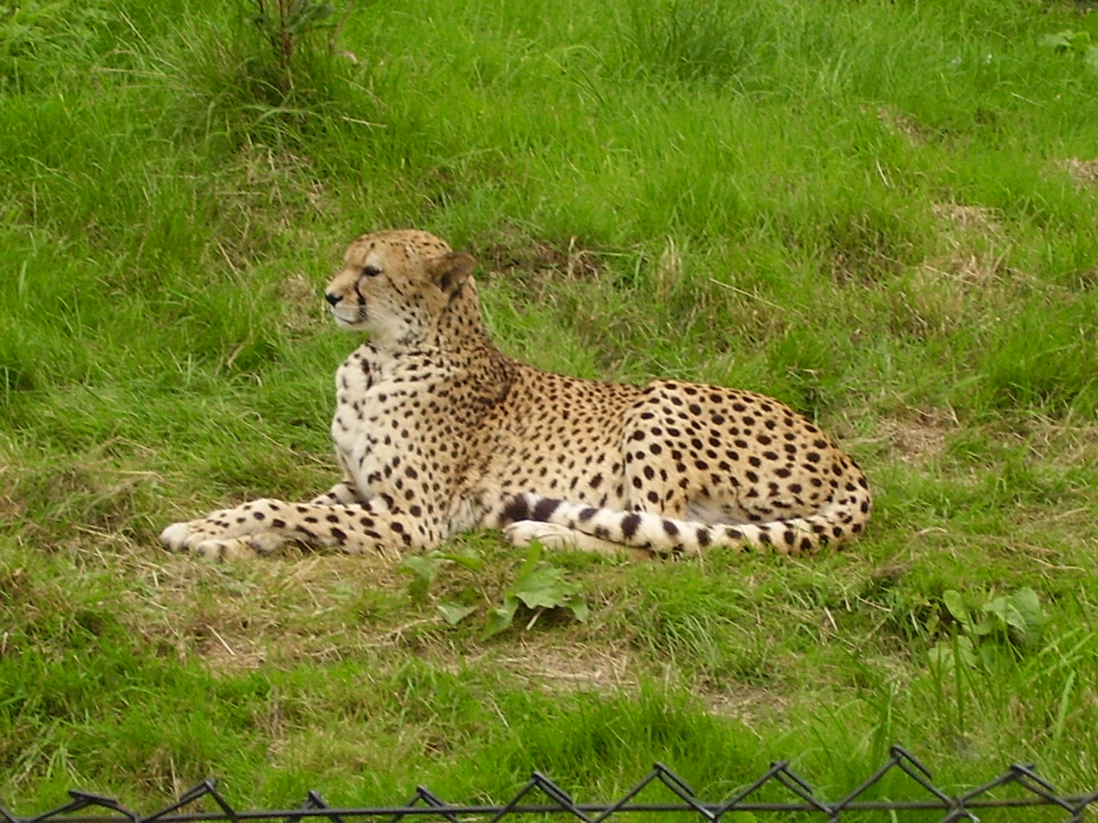 Cheetah - 2008