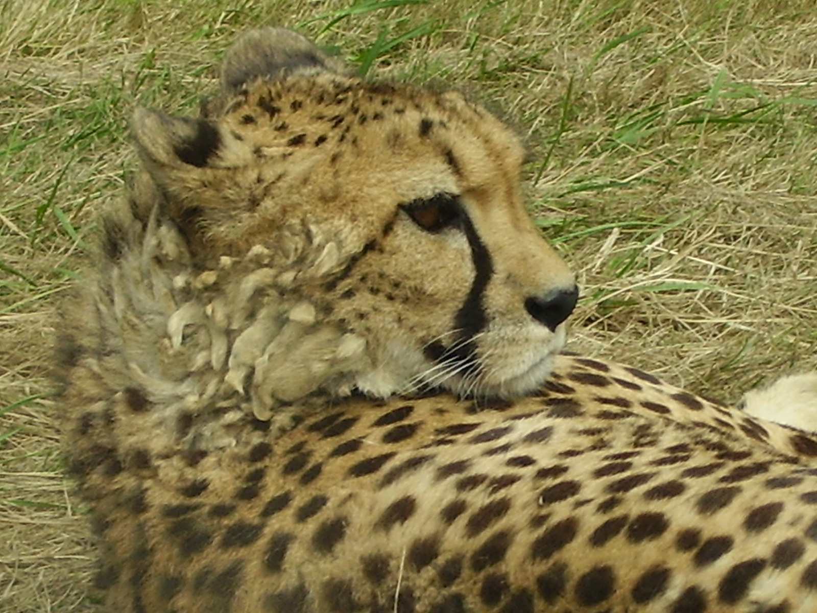 Cheetah - 2008